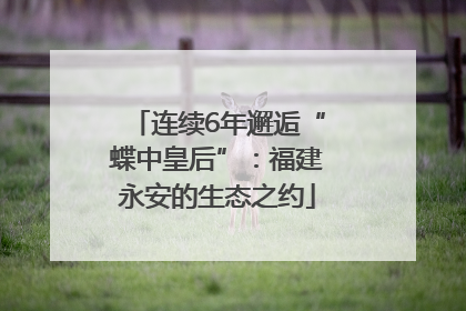 连续6年邂逅“蝶中皇后”：福建永安的生态之约